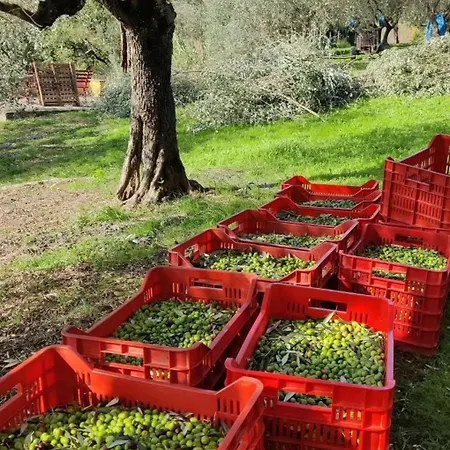 Appartamento Il Pintello