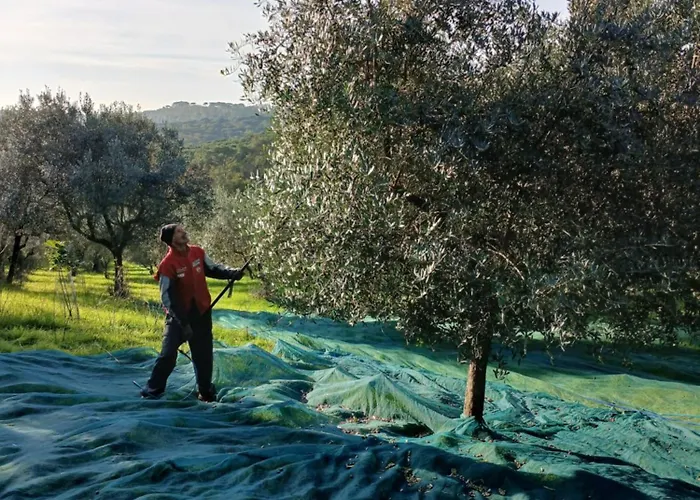 Διαμέρισμα Il Pintello *