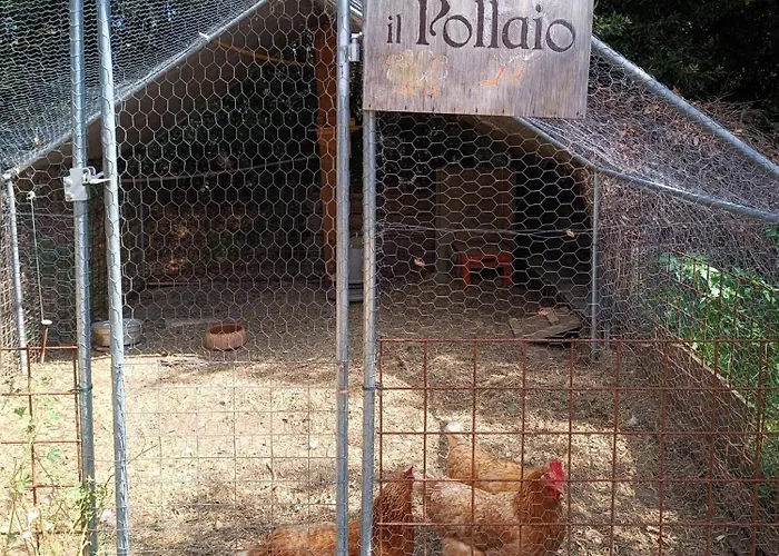 Il Pintello *