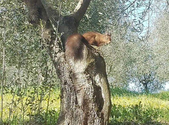 Il Pintello Διαμέρισμα San Casciano in Val di Pesa